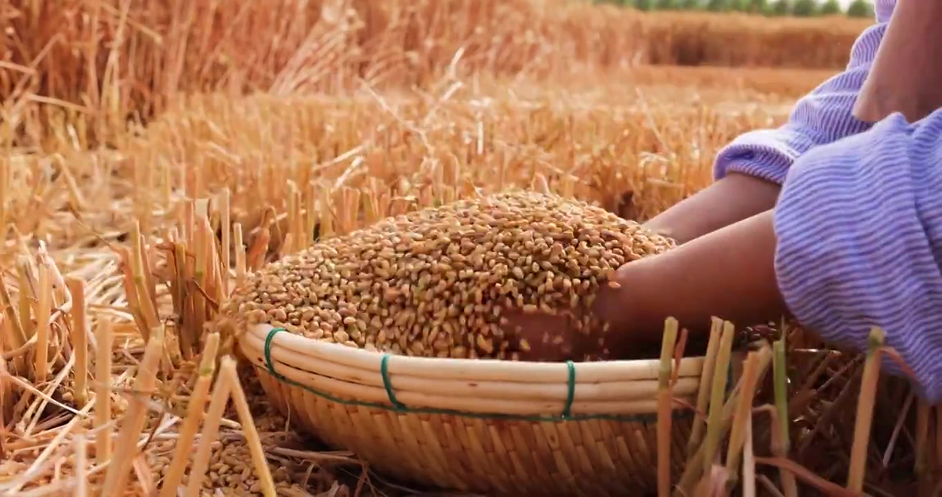 小麦成熟丰收,手捧麦粒落下视频下载