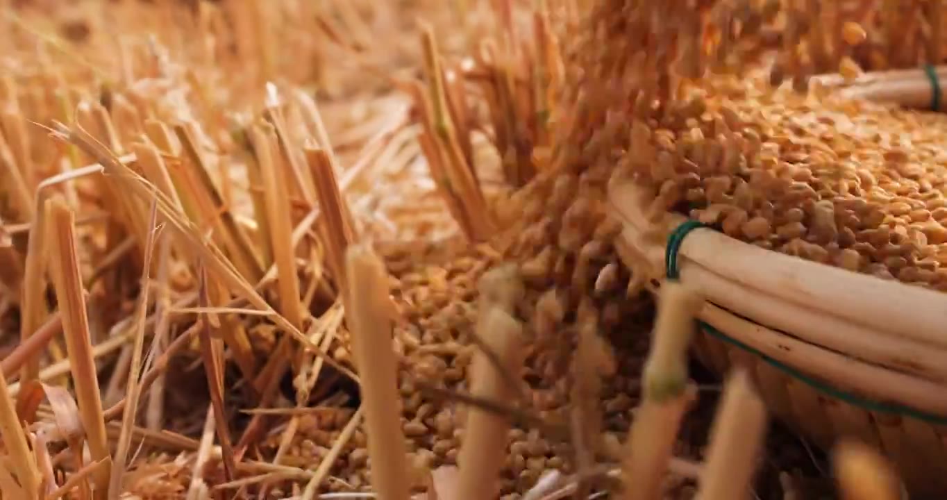 小麦成熟丰收,手捧麦粒落下飞溅视频下载