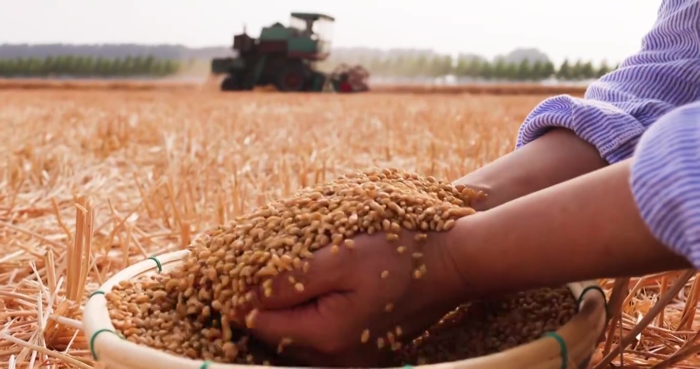 小麦成熟收获,手捧麦粒落下飞溅视频下载
