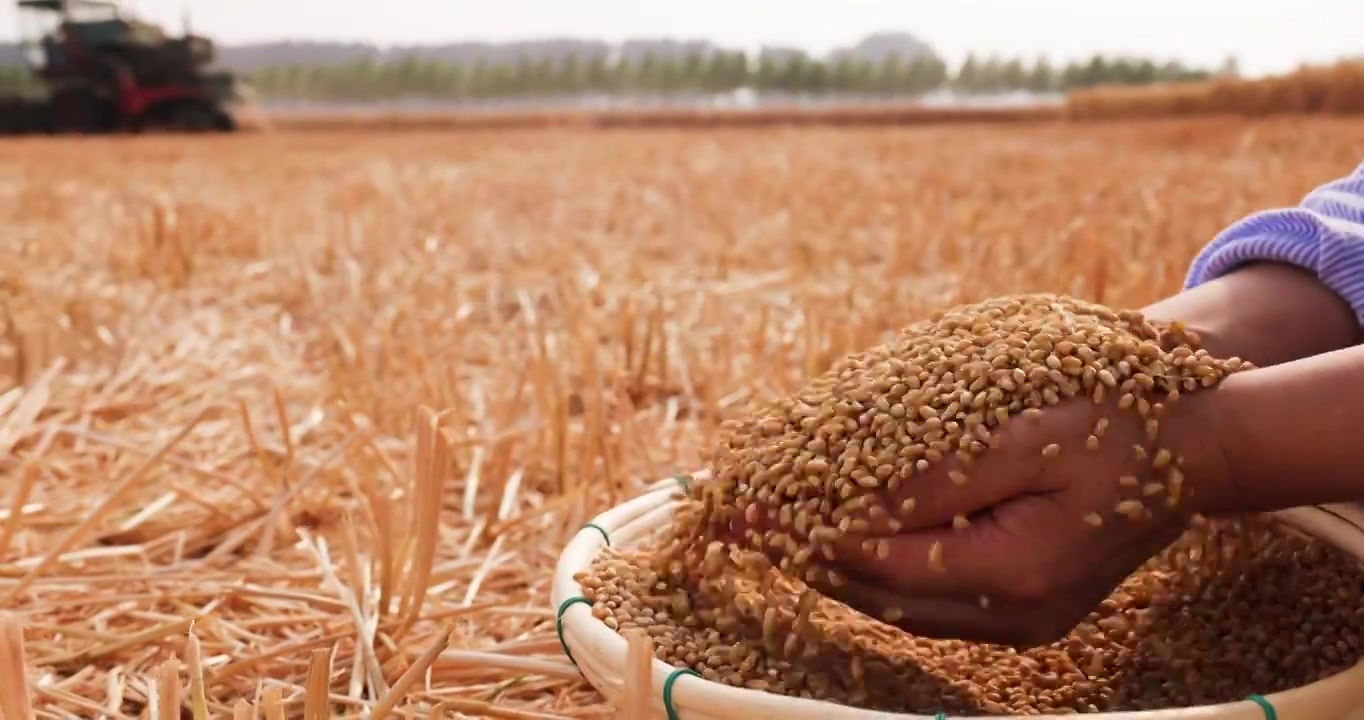 小麦成熟收获,手捧麦粒落下飞溅视频下载