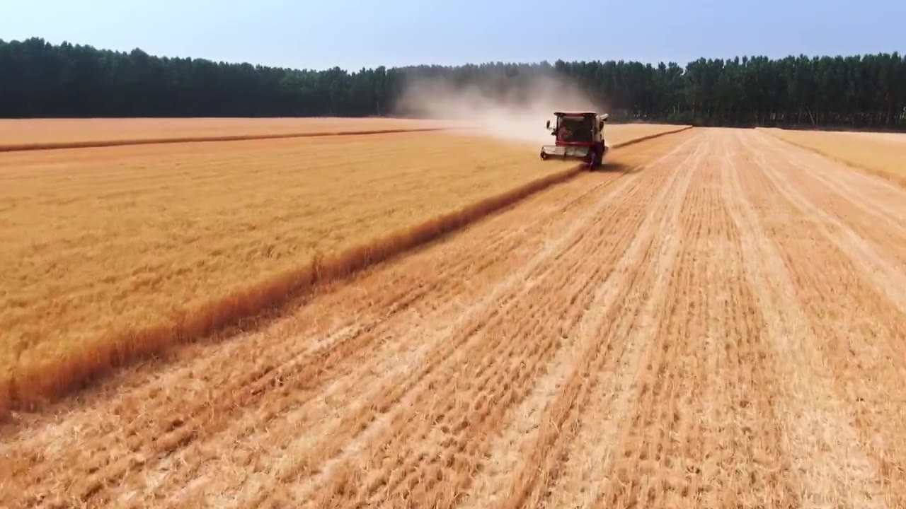 小麦丰收,航拍,联合收割机在麦田里工作,芒种节气视频下载