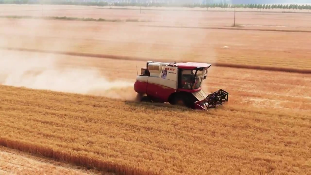 小麦丰收,航拍,联合收割机在麦田里工作,芒种节气视频下载