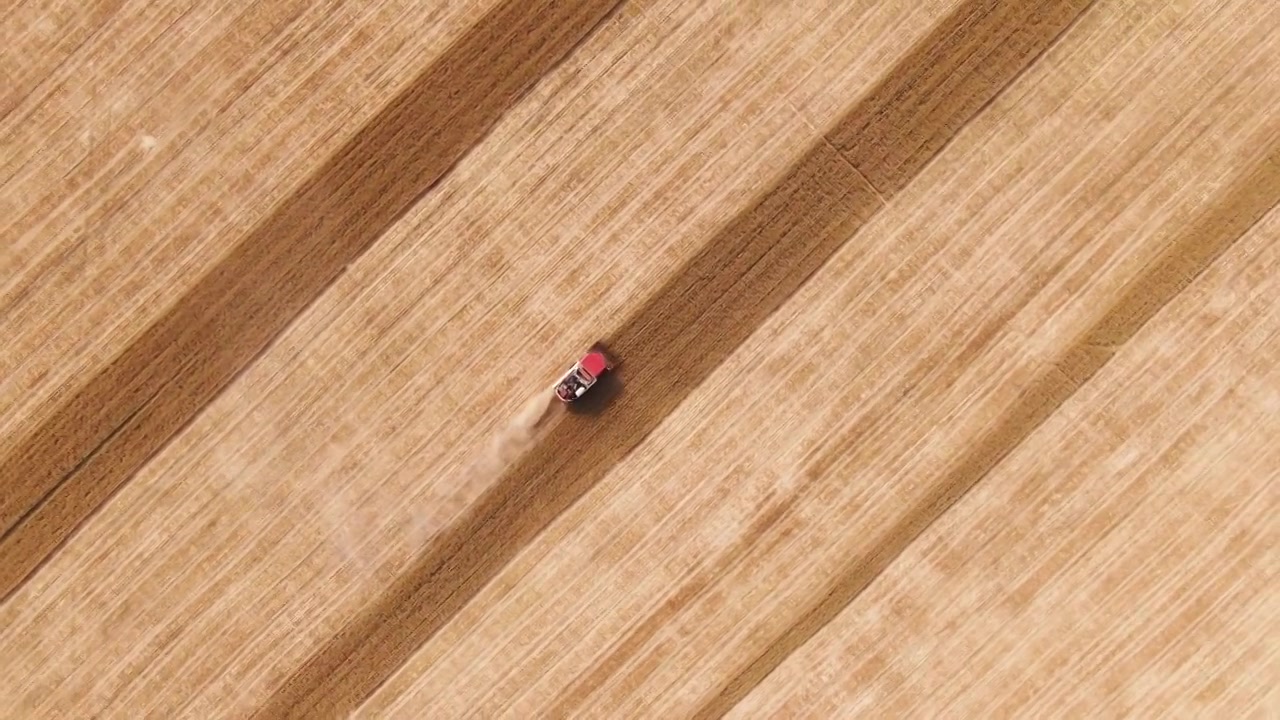 小麦丰收,航拍,联合收割机在麦田里工作视频下载