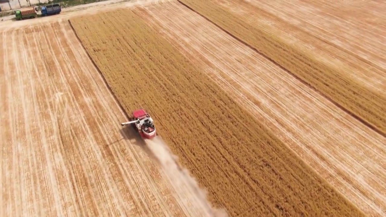小麦丰收,航拍,联合收割机在麦田里工作视频下载