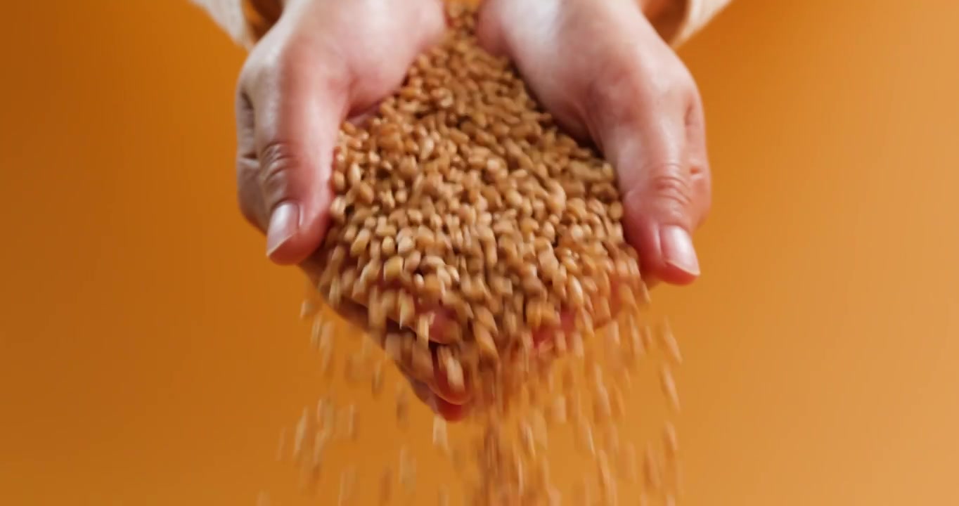 双手捧起小麦麦粒落下,小麦丰收视频下载