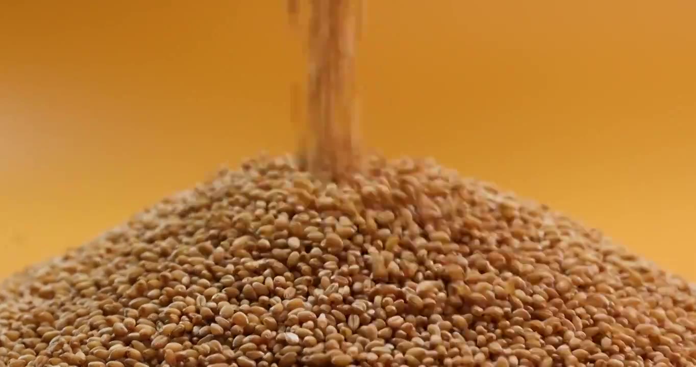 从空中落下的金黄色小麦,粮食丰收视频下载