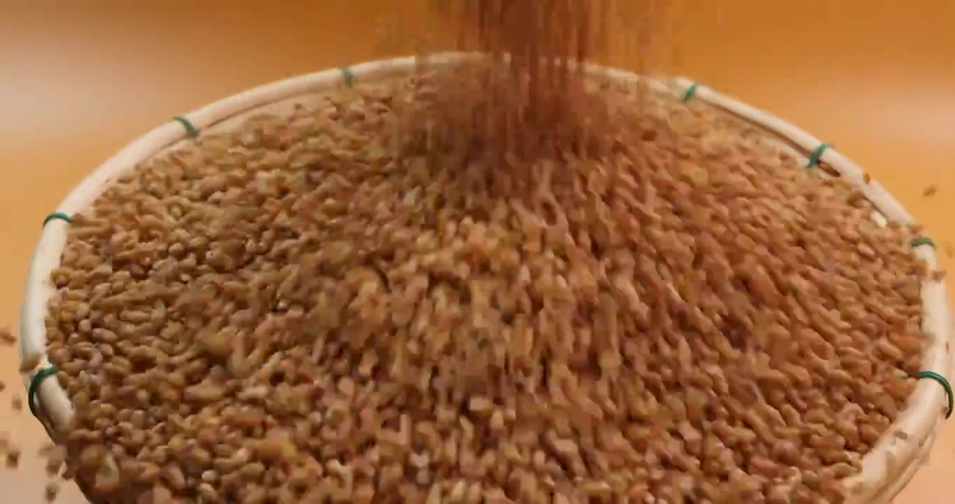 金黄色小麦倒进竹筐中,粮食丰收视频下载