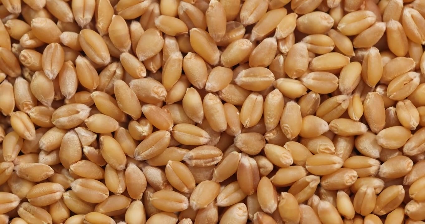 金黄色小麦麦粒特写,粮食丰收视频下载
