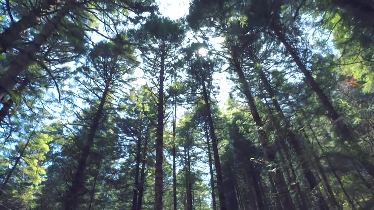 原始森林光阴升格素材视频素材