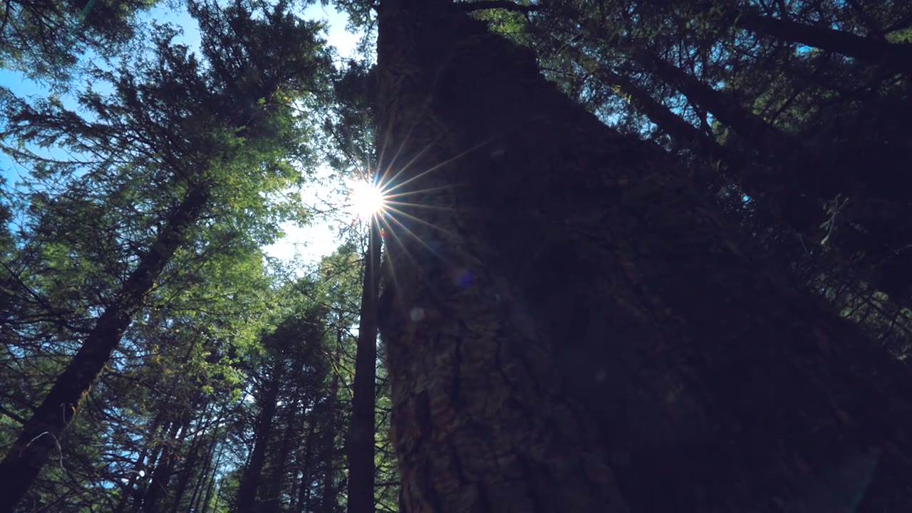 原始森林光阴升格素材视频下载