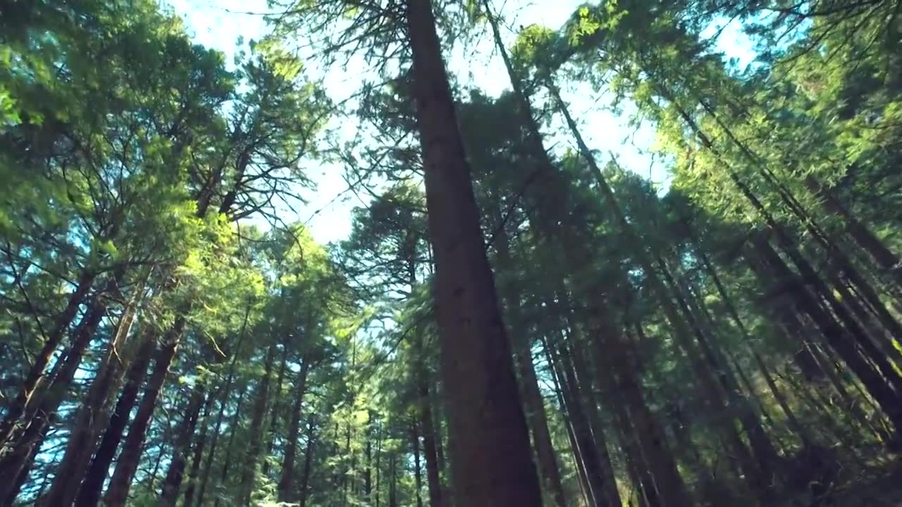 原始森林光阴升格素材视频素材