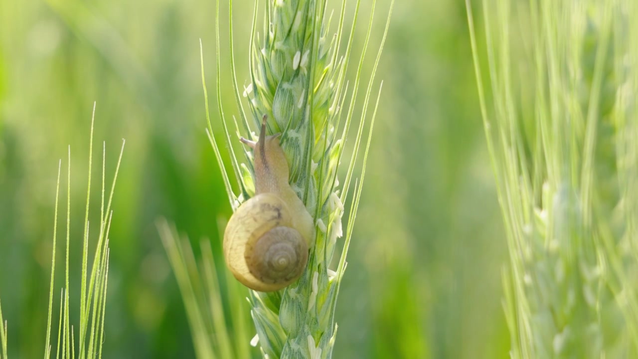 麦穗上爬行的蜗牛视频素材