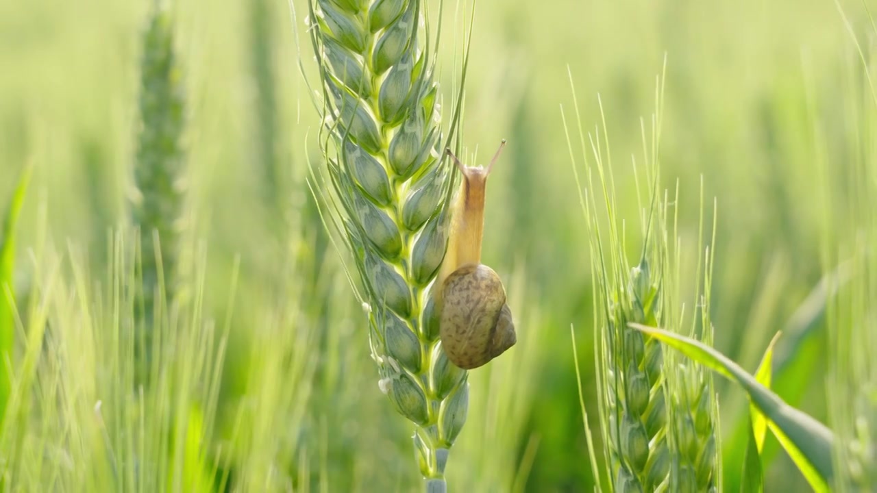 麦穗上爬行的蜗牛视频下载