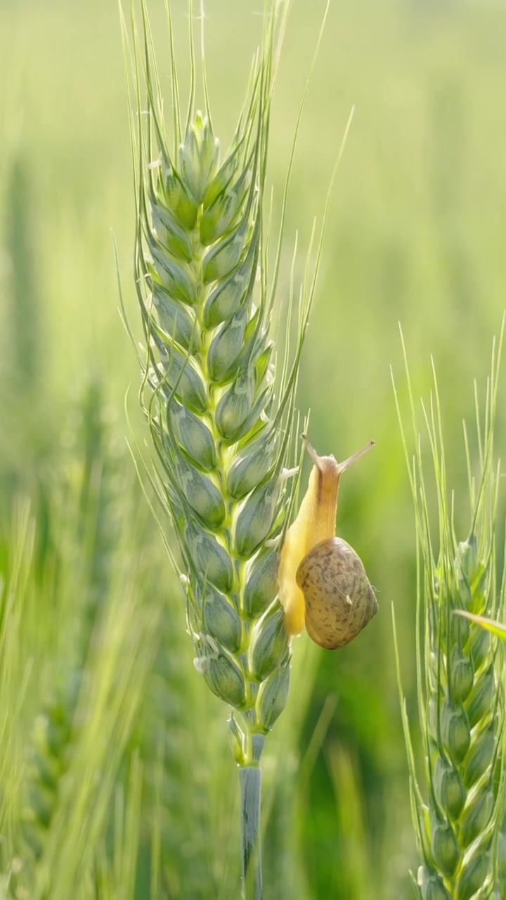 麦穗上爬行的蜗牛视频素材