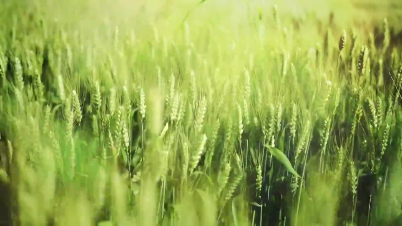 田园土地作物农业小满丰收时节青黄饱满的小麦随风飘摇视频下载