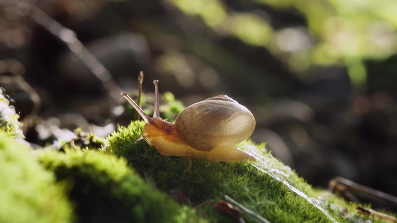 苔藓上的蜗牛爬行视频下载