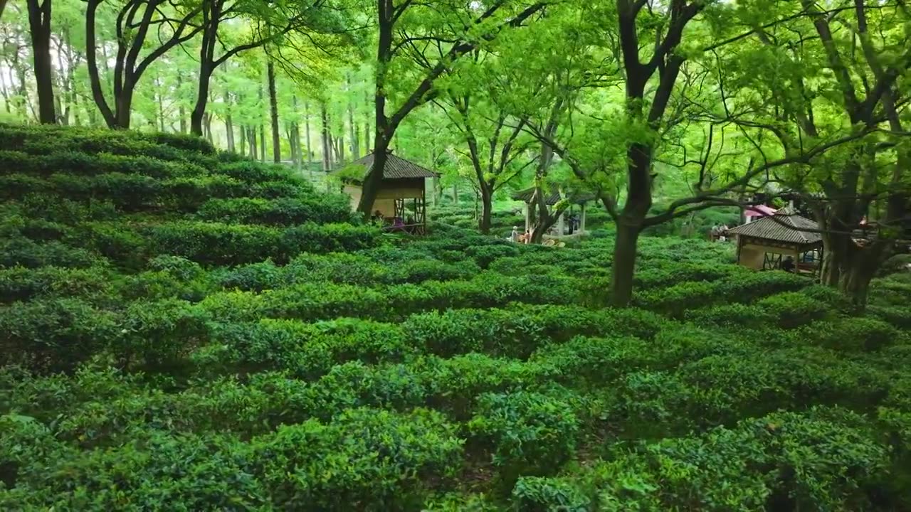 无人机低空航拍树林中的江南春天绿色茶园视频下载