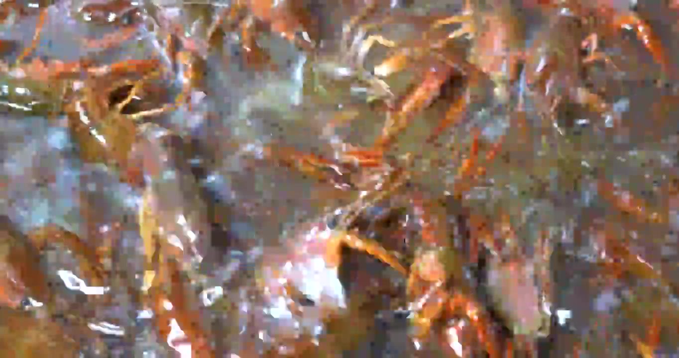 亚洲年轻男子清洗小龙虾去虾线特写镜头，从活蹦乱跳到盘中餐视频下载