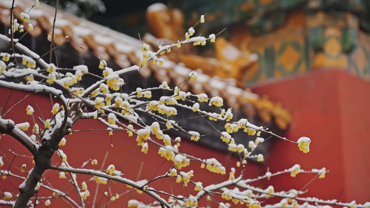雪后的南京明孝陵红墙下腊梅盛开视频下载