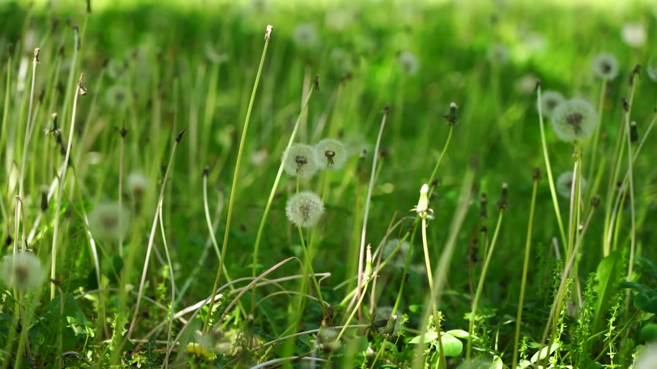 （合集）阳光下草地里蒲公英光影的治愈系风景视频下载