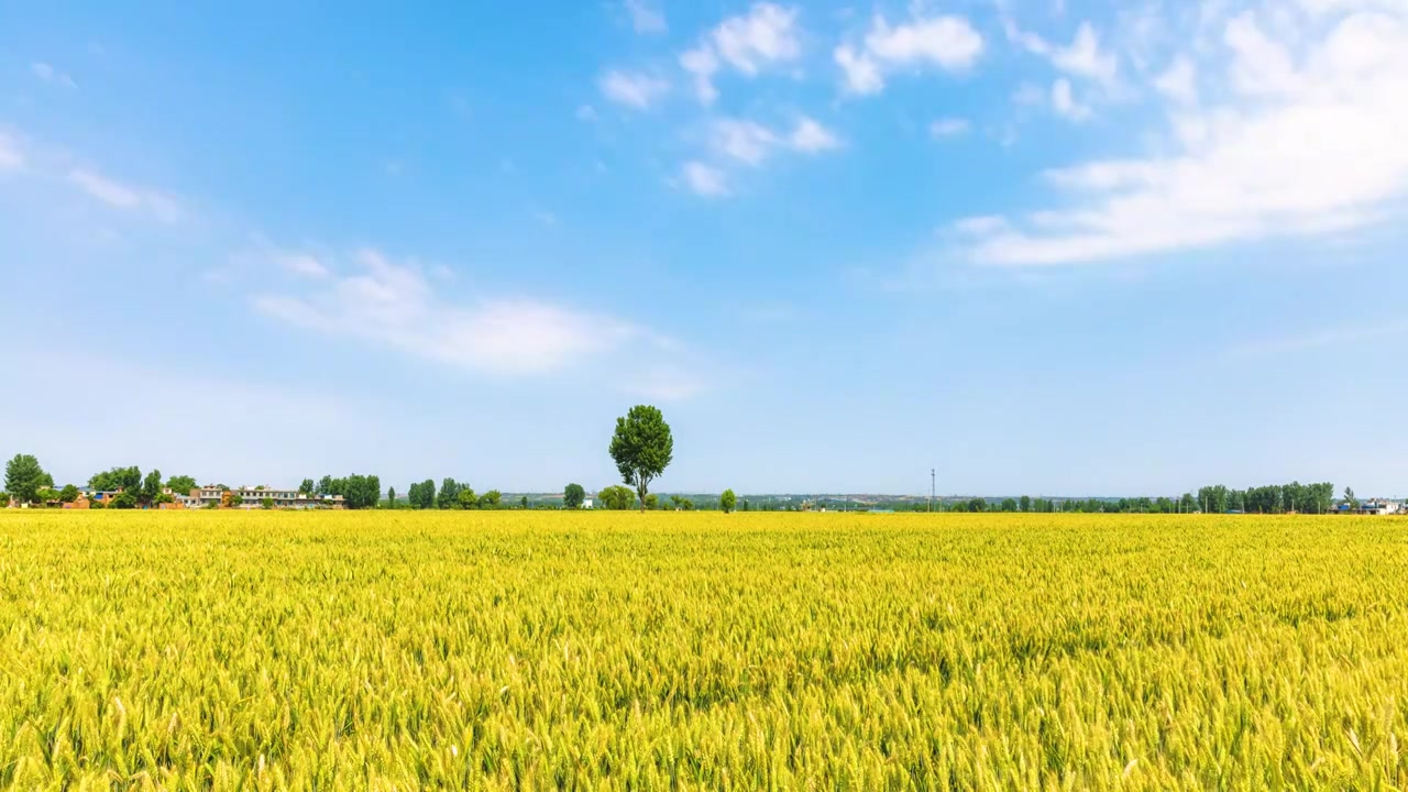 豫西地区小麦良种基地户外风光延时摄影视频下载