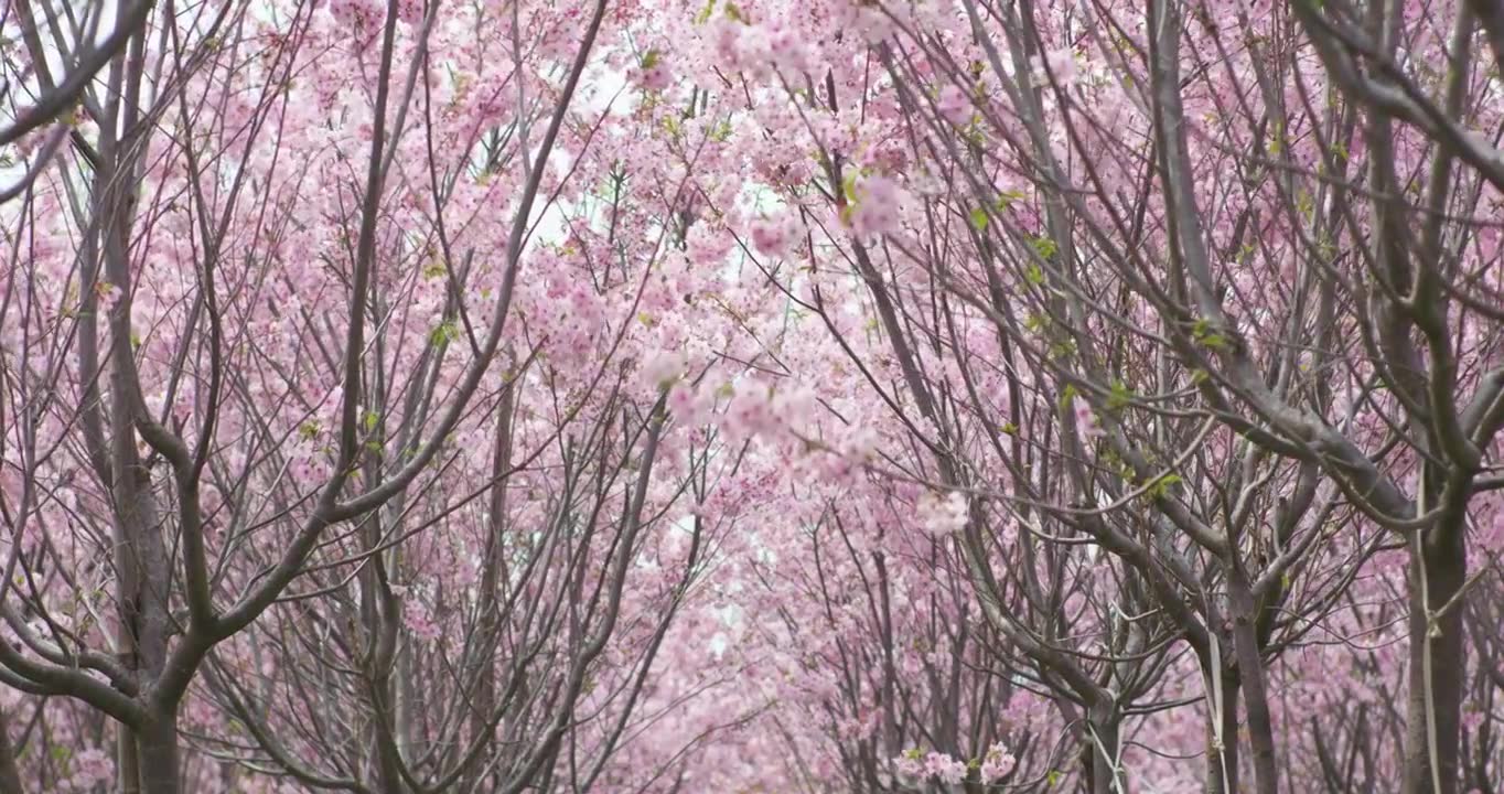 春天樱花林视频下载