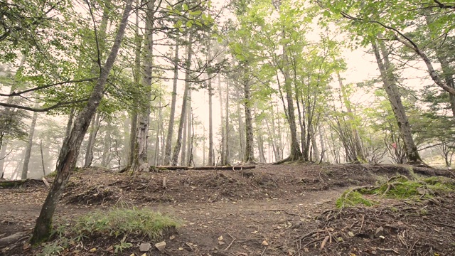 在山梨县的大博satsu山在夏天的Trail runner视频素材
