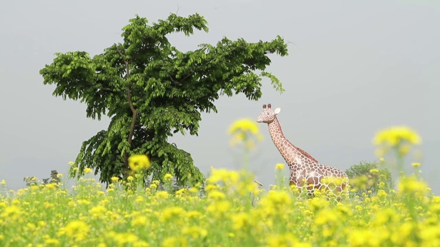 油菜田和长颈鹿雕塑视频素材