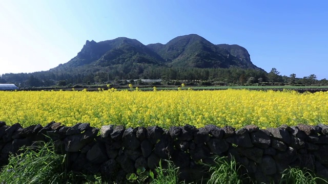 济州岛的三帮山和油菜视频素材