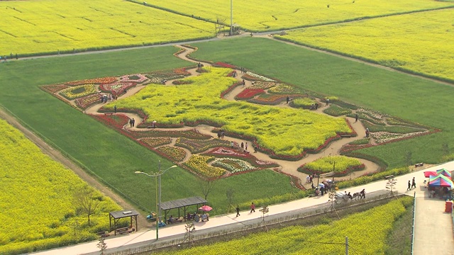 Nakdong河上的油菜花(朝鲜半岛的形状)视频素材