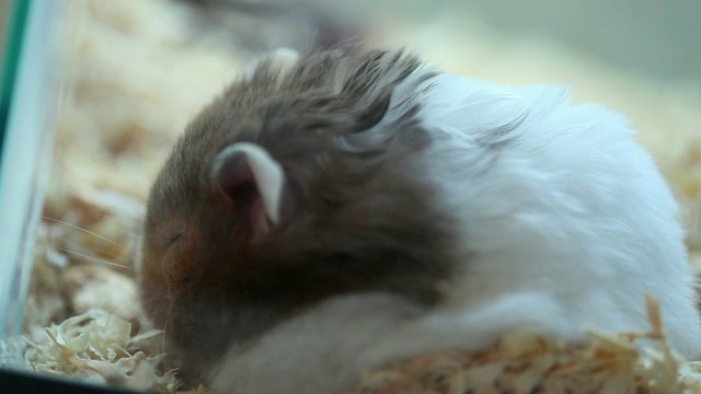 仓鼠睡觉视频素材
