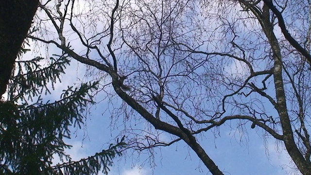 松鼠爬桦树视频素材