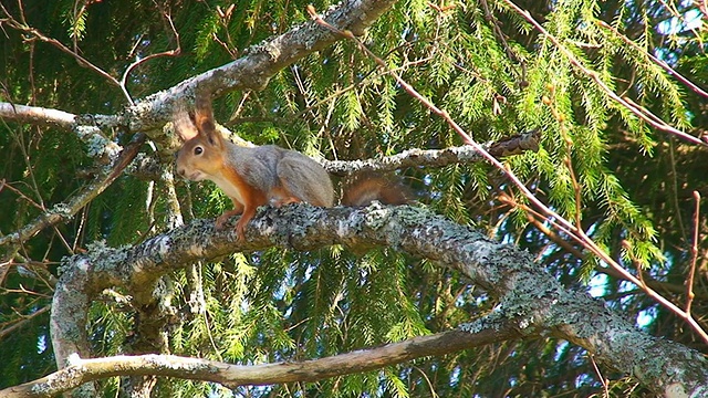 松鼠在桦树树枝上视频素材