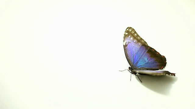 蓝色的蝴蝶视频下载