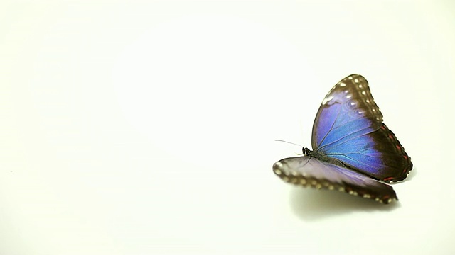 蓝色的蝴蝶视频下载