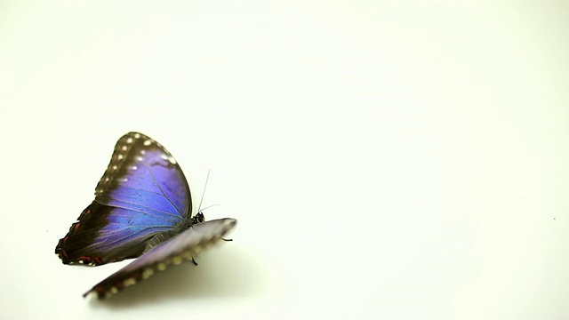 白色背景上的蓝蝴蝶视频下载