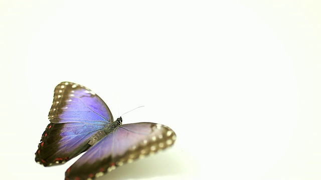 蓝蝴蝶在白色的背景上飞走了视频下载