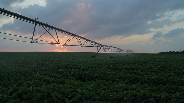 美国堪萨斯州哈维兰，田间大豆植株和傍晚浇水系统的视图视频素材