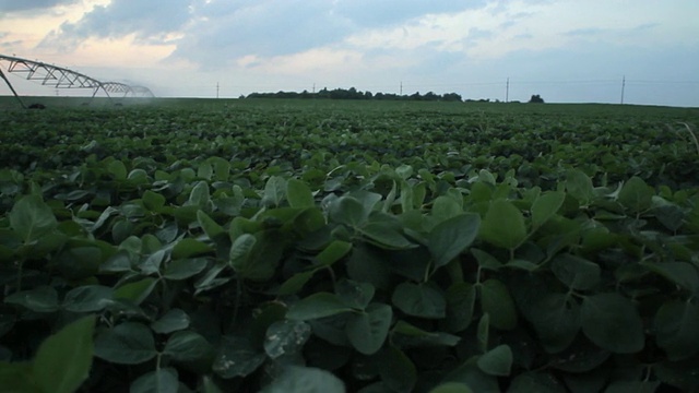 美国堪萨斯州哈维兰的黄昏大豆种植和灌溉系统视图视频素材