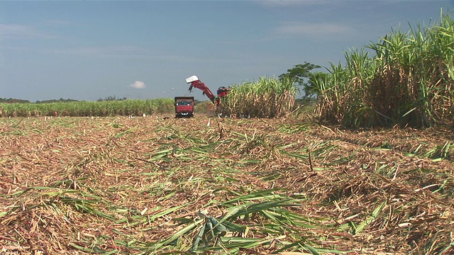 WS对甘蔗收获的看法/奥尔金，古巴视频素材