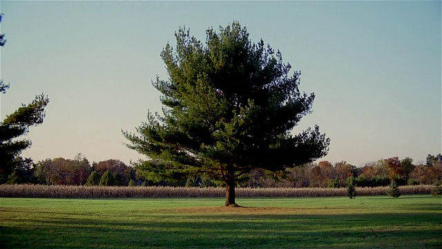 远射倾斜下一棵孤独的树视频下载