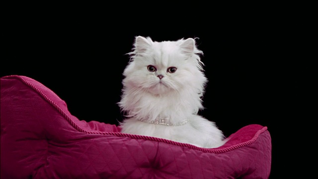 波斯猫戴着钻石项圈躺在粉红色的猫床上视频下载