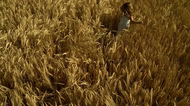 高清慢动作:在小麦中奔跑视频素材