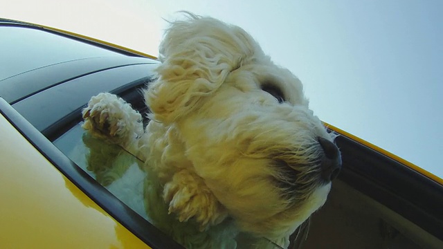 小狗從車窗探出身子走在路上視頻素材