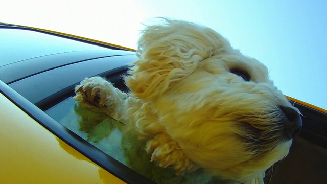 小狗從車窗探出身子走在路上視頻素材