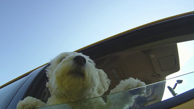 小狗和女孩從車窗探出頭來視頻素材