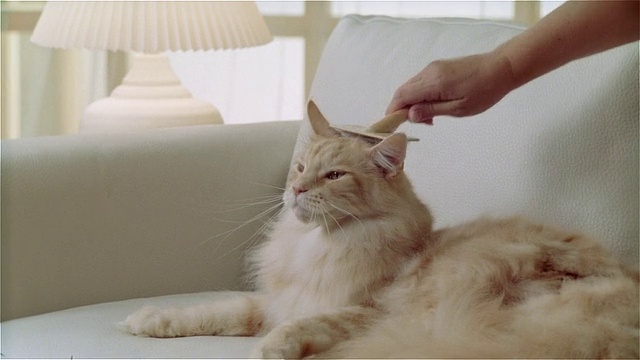缅因猫躺在沙发上刷毛视频下载