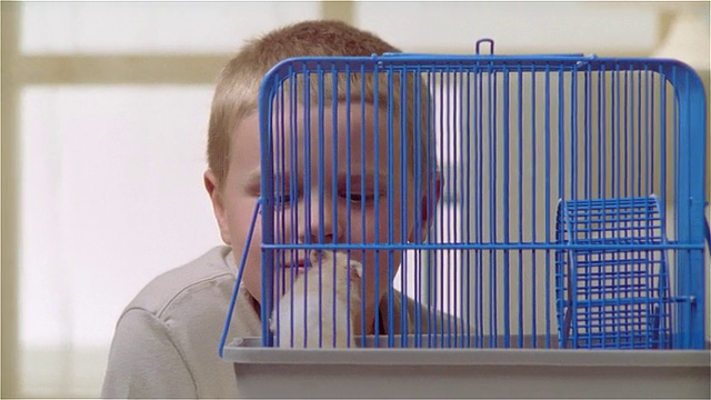 CU男孩跪在地板上，看着笼子里的仓鼠视频素材