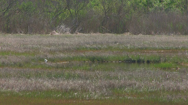 沼泽里的白鹭2 - HD 30F视频下载