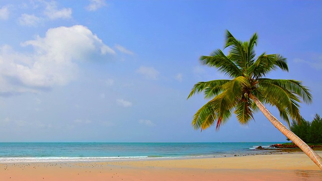 海滩上的棕榈树视频素材